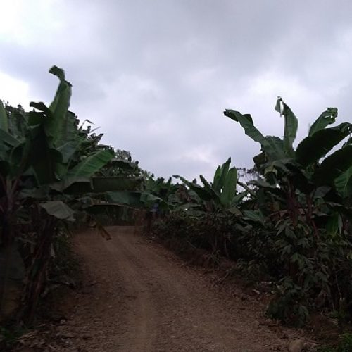 SAN JOSÉ DE LOS ESTEROS SE BENEFICIA CON MEJORAMIENTO VIAL