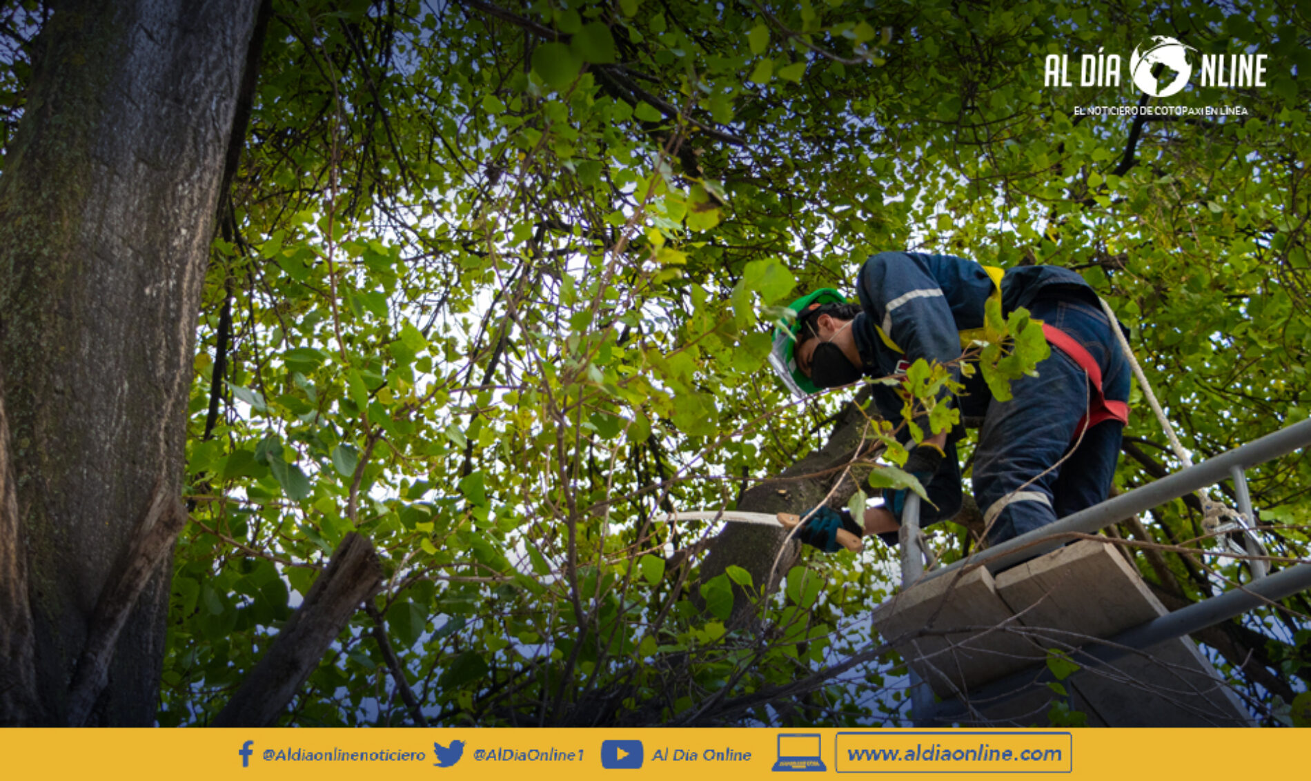 MUNICIPIO DE LATACUNGA EJECUTA PLAN DE PODA DE ÁRBOLES Y PALMERAS.(VIDEO)
