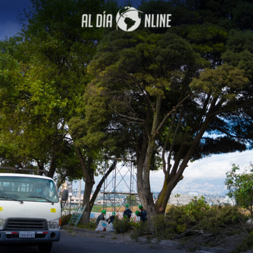 MUNICIPIO DE LATACUNGA EJECUTA PLAN DE PODA DE ÁRBOLES Y PALMERAS.(VIDEO)