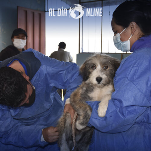 CAMPAÑA MUNICIPAL DE SALCEDO DE ESTERILIZACIÓN GRATUITA LLEGA A CUSUBAMBA