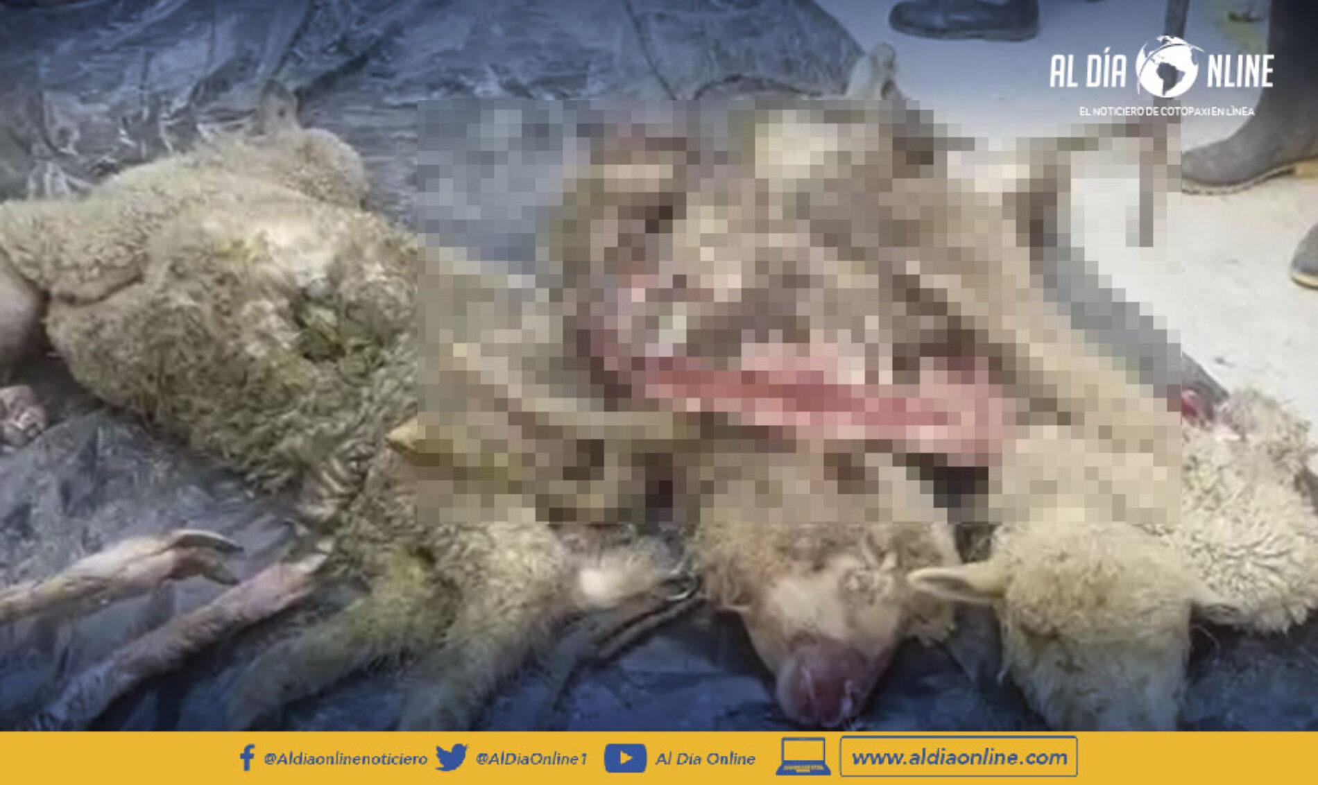 NUEVO ATAQUE A ANIMALES, CUATRO ALPACAS DEVORADAS EN MACA MILIMPUNGO. (VIDEO)