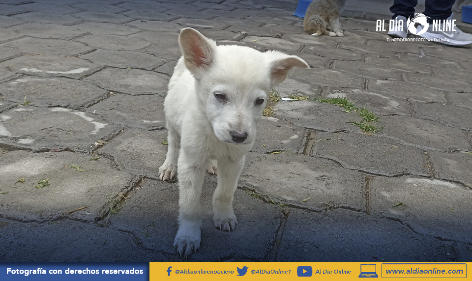 ALBERGUE CANINO DEL GAD SALCEDO CUMPLE CON PROGRAMAS DE ESTERILIZACIÓN, RESCATE Y ADOPCIÓN (VIDEO)