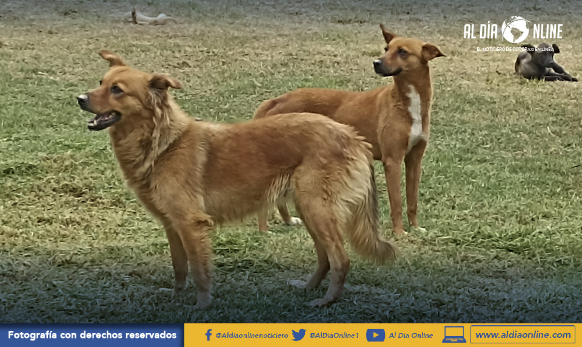 ALBERGUE CANINO DEL GAD SALCEDO CUMPLE CON PROGRAMAS DE ESTERILIZACIÓN, RESCATE Y ADOPCIÓN (VIDEO)