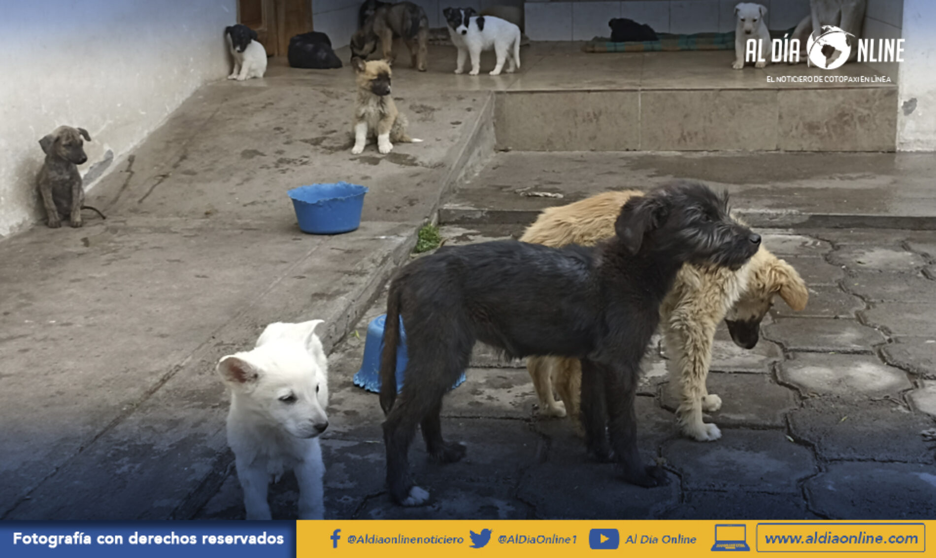 ALBERGUE CANINO DEL GAD SALCEDO CUMPLE CON PROGRAMAS DE ESTERILIZACIÓN, RESCATE Y ADOPCIÓN (VIDEO)