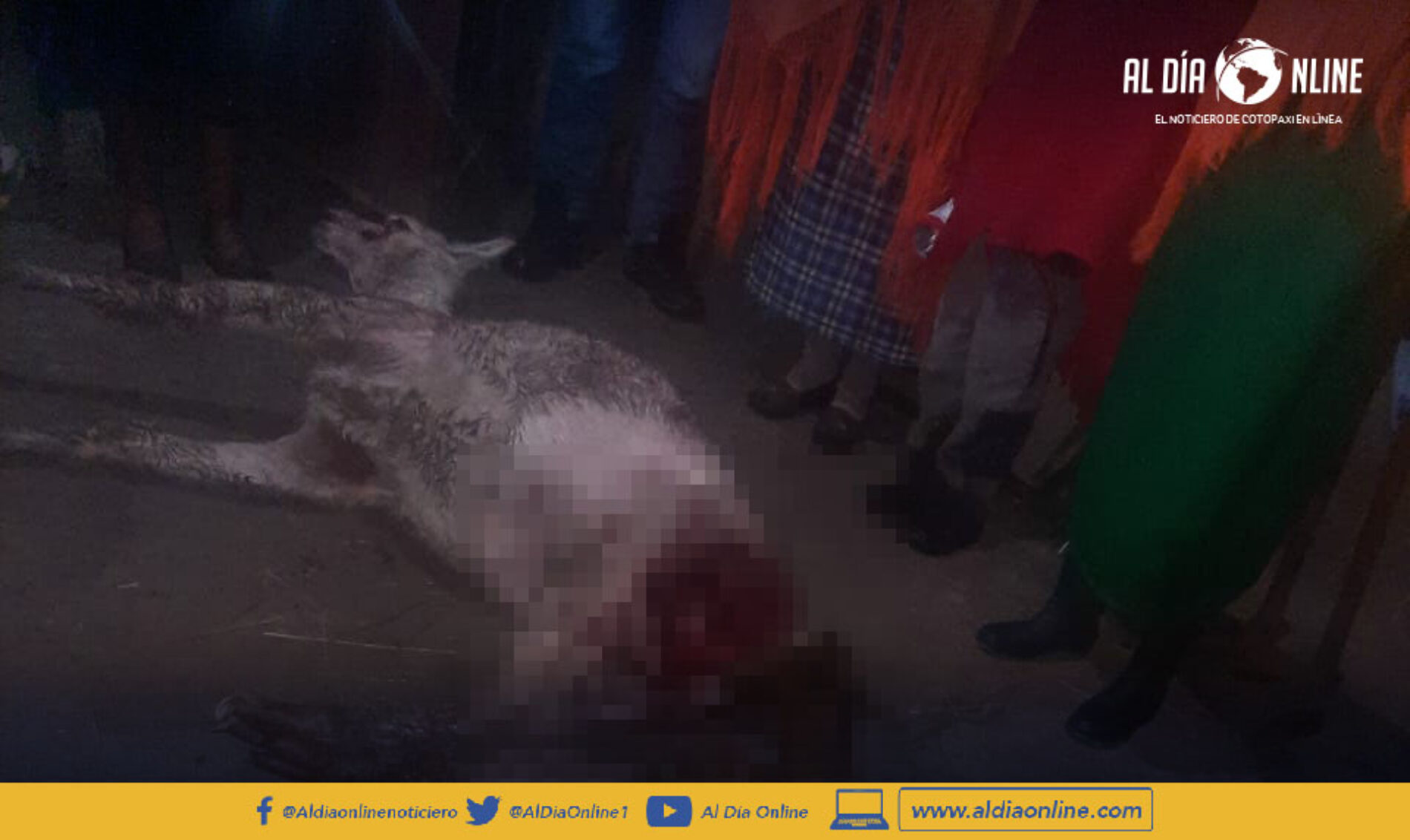 NUEVO ATAQUE A ANIMALES, CUATRO ALPACAS DEVORADAS EN MACA MILIMPUNGO. (VIDEO)