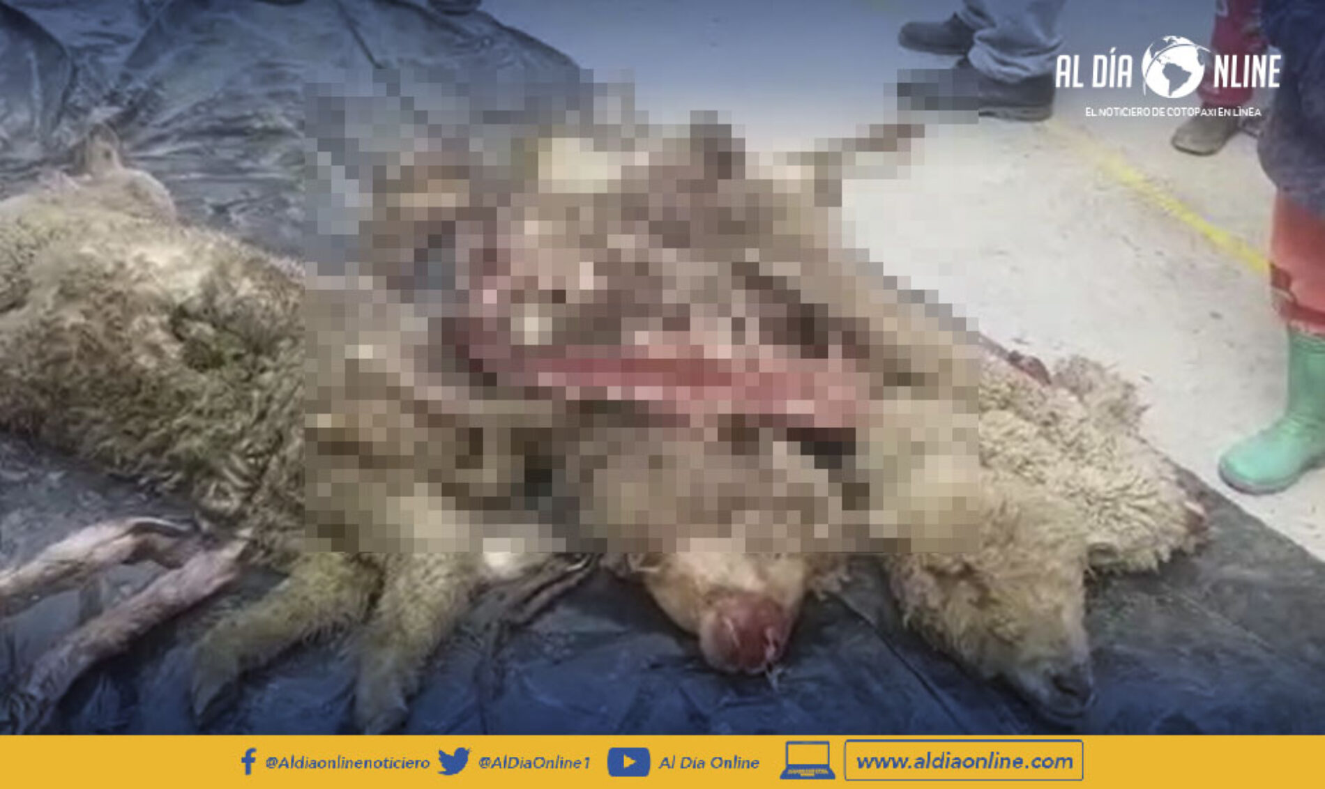 NUEVO ATAQUE A ANIMALES, CUATRO ALPACAS DEVORADAS EN MACA MILIMPUNGO. (VIDEO)