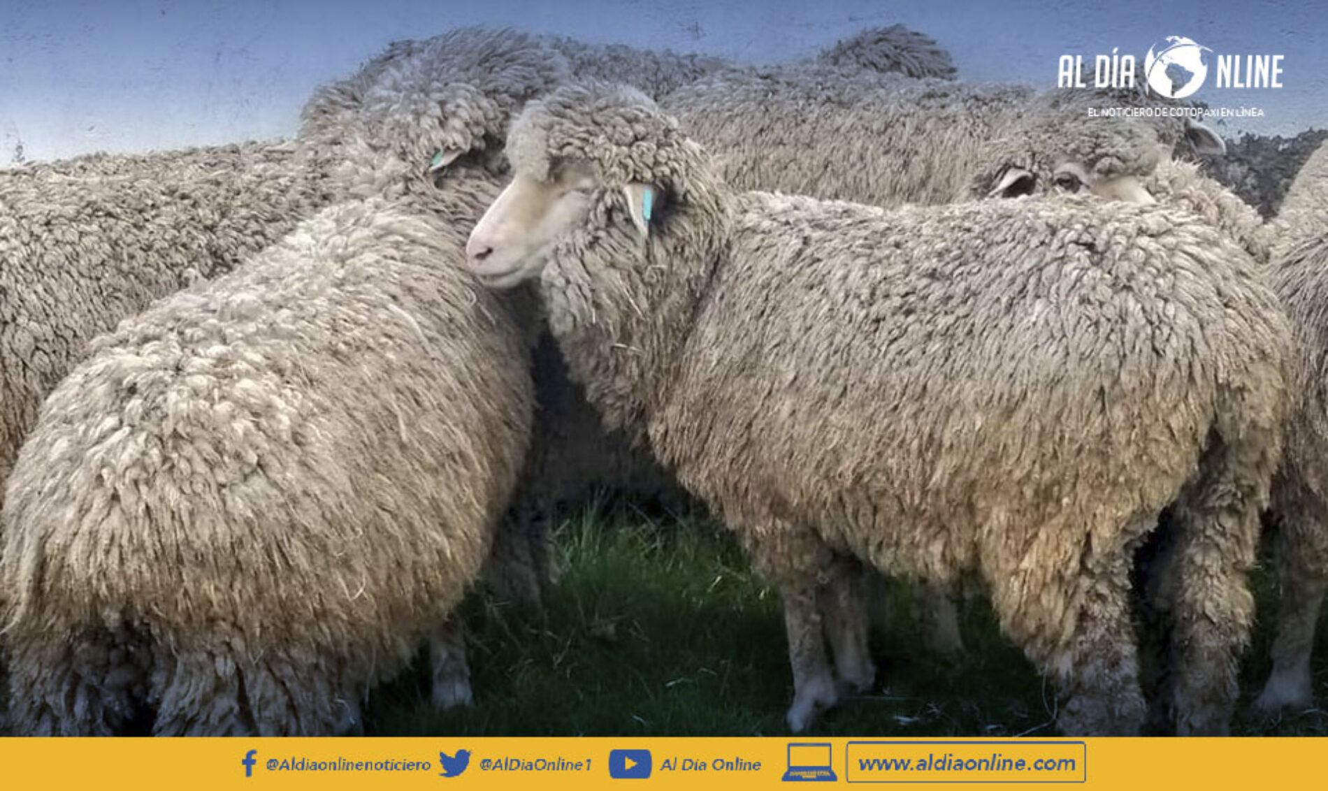 11 COMUNIDADES FUERON AFECTADAS POR EL ATAQUE DE PERROS FERALES. (AUDIO)