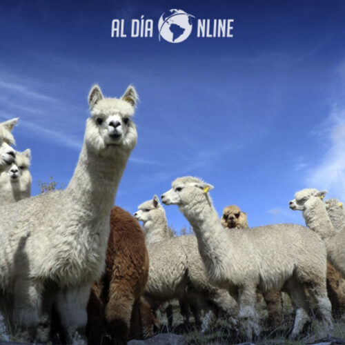 NUEVO ATAQUE A ANIMALES, CUATRO ALPACAS DEVORADAS EN MACA MILIMPUNGO. (VIDEO)