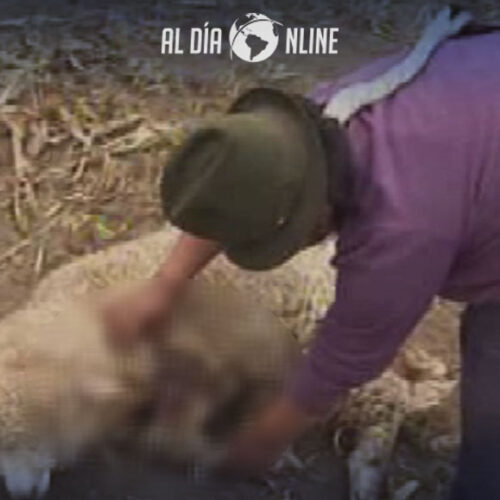 11 COMUNIDADES FUERON AFECTADAS POR EL ATAQUE DE PERROS FERALES. (AUDIO)