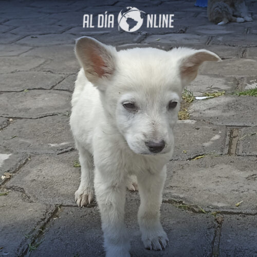 ALBERGUE CANINO DEL GAD SALCEDO CUMPLE CON PROGRAMAS DE ESTERILIZACIÓN, RESCATE Y ADOPCIÓN (VIDEO)