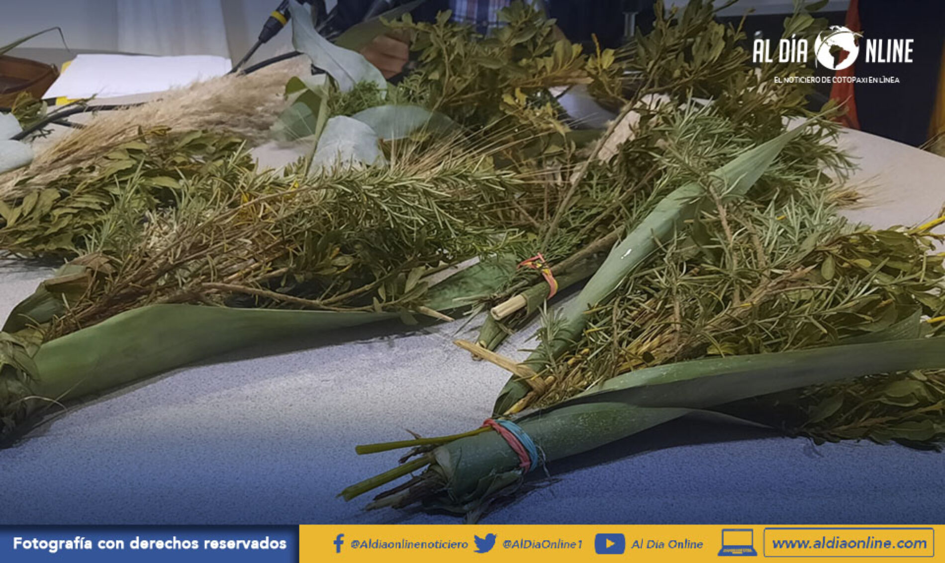 SE PROHIBE LA COMERCIALIZACIÓN DE LA PALMA DE CERA PARA DOMINGO DE RAMOS. (VIDEO)