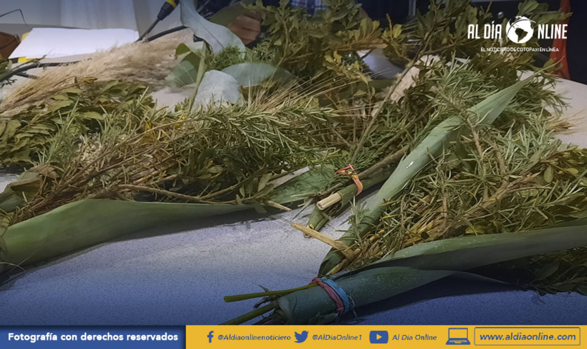 SE PROHIBE LA COMERCIALIZACIÓN DE LA PALMA DE CERA PARA DOMINGO DE RAMOS. (VIDEO)