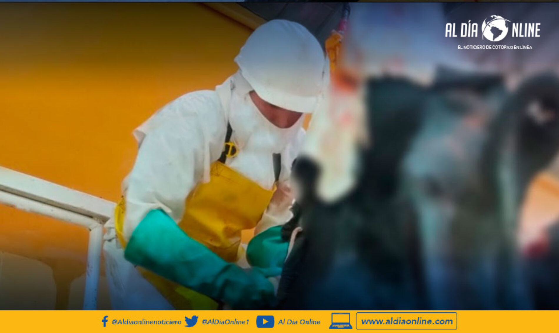 CENTRO DE FAENAMIENTO DE SALCEDO INSTA A NO CONSUMIR CARNE DE CAMALES CLANDESTINOS