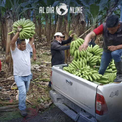 ACCIONES PARA REDUCIR LA PROPAGACIÓN DE SIGATOKA NEGRA, SE EJECUTA EL MAG COTOPAXI. (VIDEO)