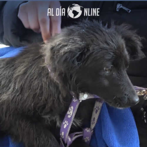 CAMPAÑA PERMANENTE DE ESTERILIZACIÓN GRATUITA DE FAUNA URBANA APLICA MUNICIPALIDAD DE SAQUISILÍ (VIDEO)