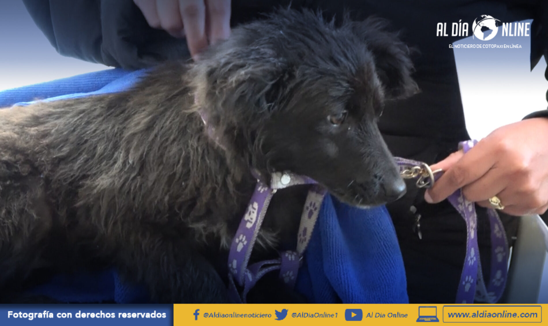 CAMPAÑA PERMANENTE DE ESTERILIZACIÓN GRATUITA DE FAUNA URBANA APLICA MUNICIPALIDAD DE SAQUISILÍ (VIDEO)