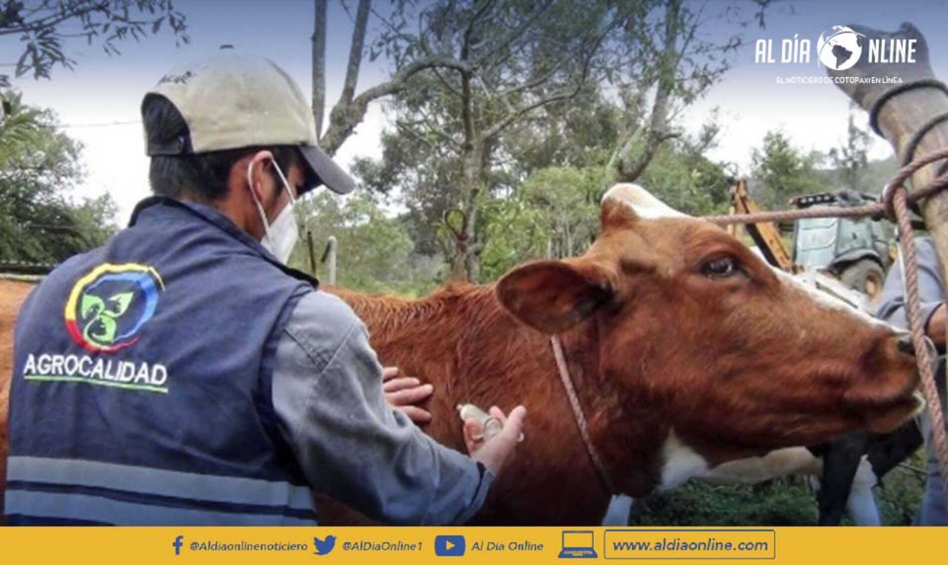 FASE DE VACUNACIÓN CONTRA FIEBRE AFTOSA INICIA ESTE 18 DE JULIO A NIVEL NACIONAL. (VIDEO)