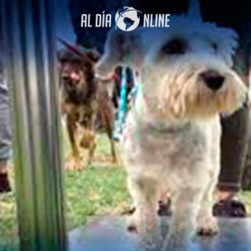 GADMIC SAQUISILÍ REALIZARÁ “ SEGUNDA FERIA CANINA 2022”