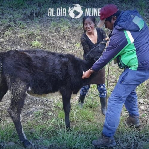 EN PROYECTOS DE MEJORAMIENTO GENÉTICO DEL GANADO TRABAJA EL MAG COTOPAXI. (VIDEO)