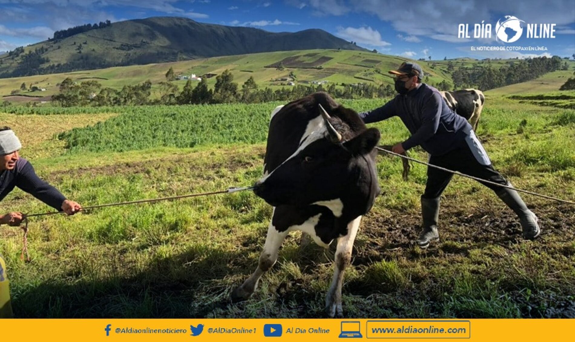 EN PROYECTOS DE MEJORAMIENTO GENÉTICO DEL GANADO TRABAJA EL MAG COTOPAXI. (VIDEO)