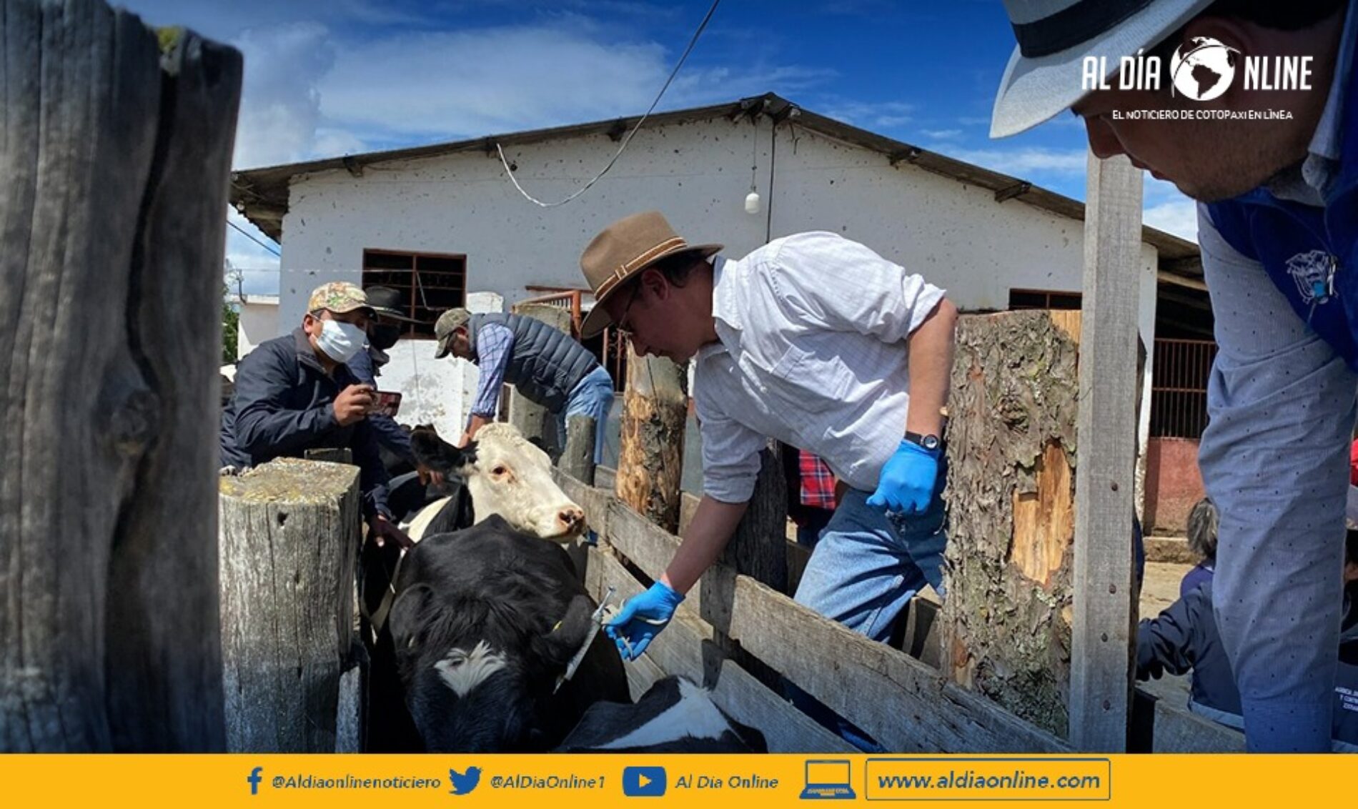 EN PROYECTOS DE MEJORAMIENTO GENÉTICO DEL GANADO TRABAJA EL MAG COTOPAXI. (VIDEO)