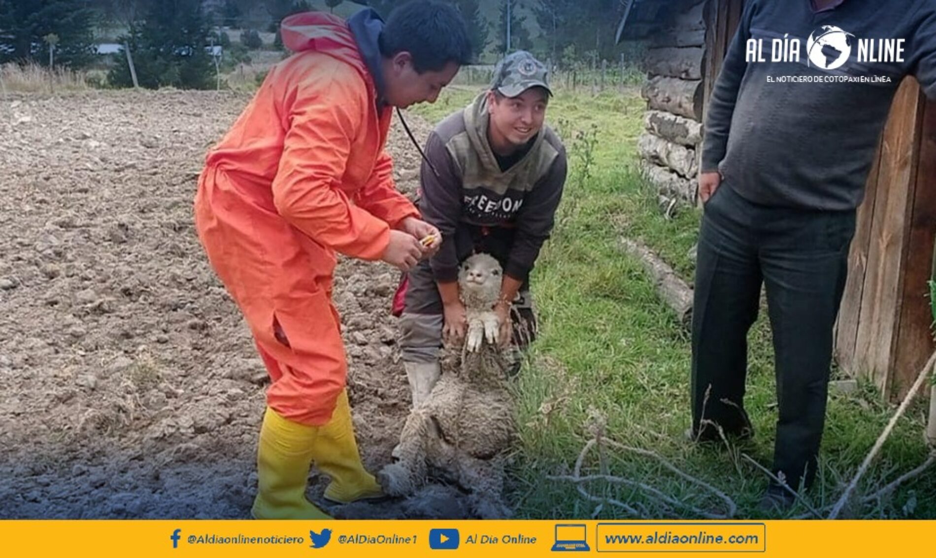 EN PROYECTOS DE MEJORAMIENTO GENÉTICO DEL GANADO TRABAJA EL MAG COTOPAXI. (VIDEO)