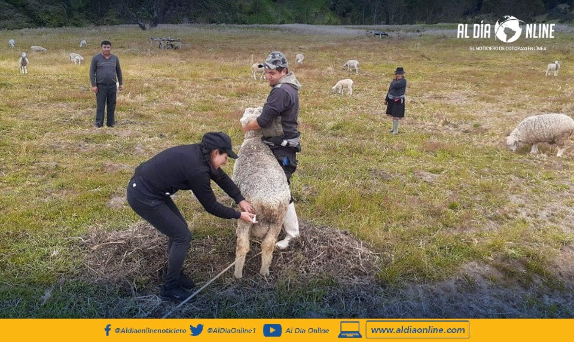 EN PROYECTOS DE MEJORAMIENTO GENÉTICO DEL GANADO TRABAJA EL MAG COTOPAXI. (VIDEO)