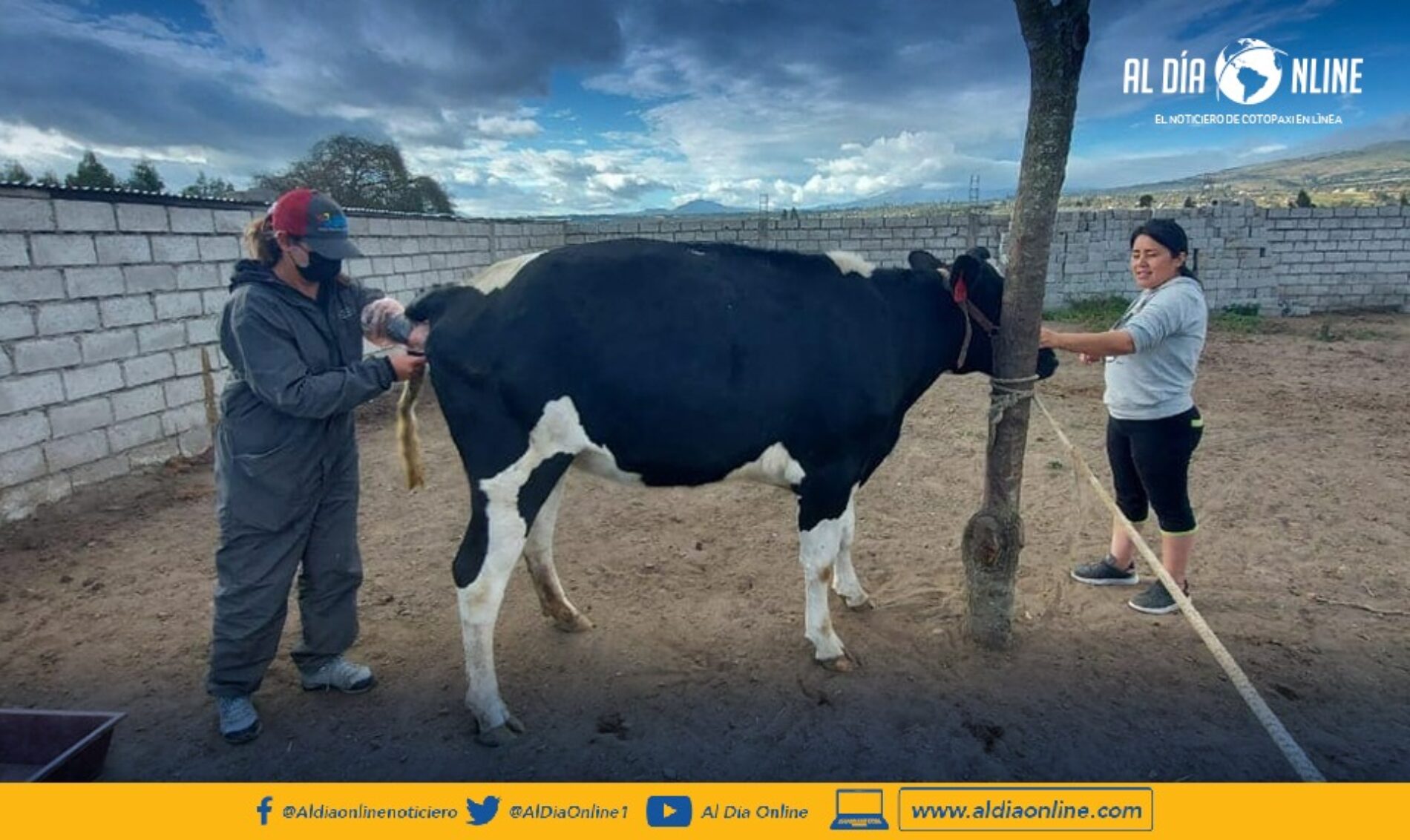 EN PROYECTOS DE MEJORAMIENTO GENÉTICO DEL GANADO TRABAJA EL MAG COTOPAXI. (VIDEO)