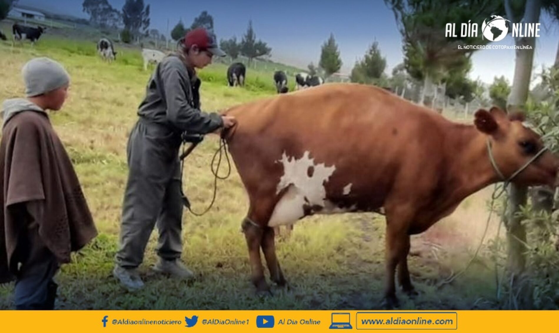 EN PROYECTOS DE MEJORAMIENTO GENÉTICO DEL GANADO TRABAJA EL MAG COTOPAXI. (VIDEO)