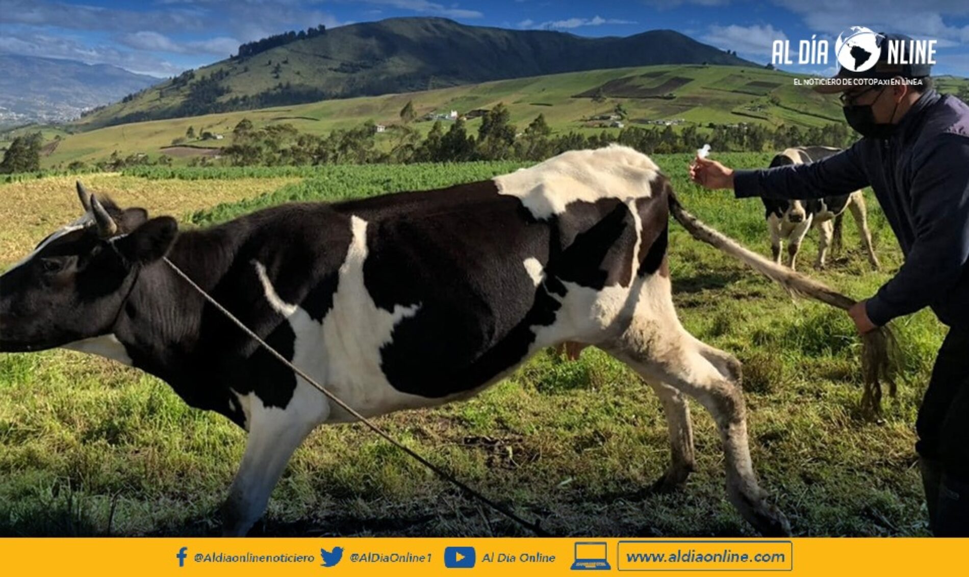 EN PROYECTOS DE MEJORAMIENTO GENÉTICO DEL GANADO TRABAJA EL MAG COTOPAXI. (VIDEO)