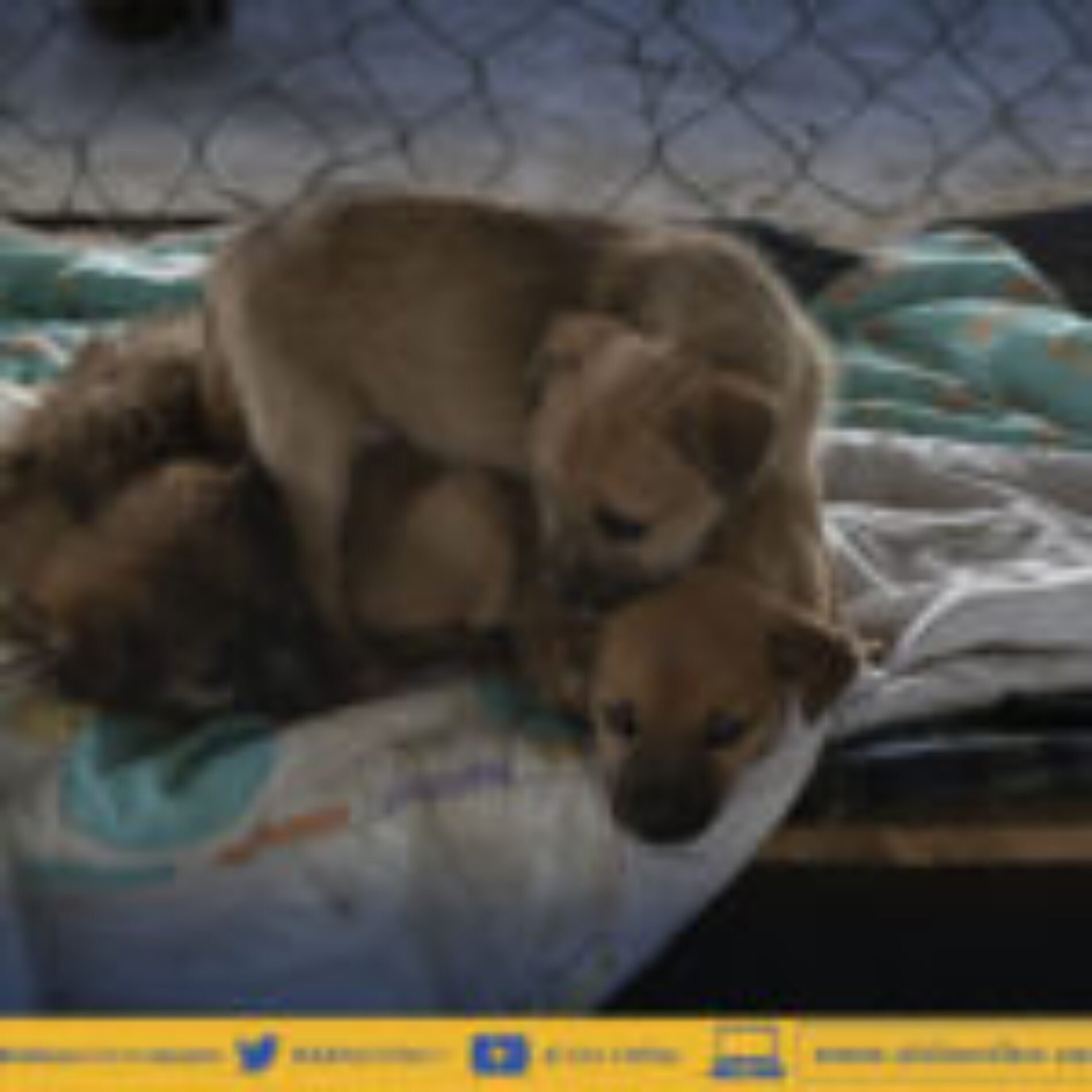 TERMINA PLAZO EN ALBERGUE MUNICIPAL DE LATACUNGA PARA MEJORAS. (VIDEO)