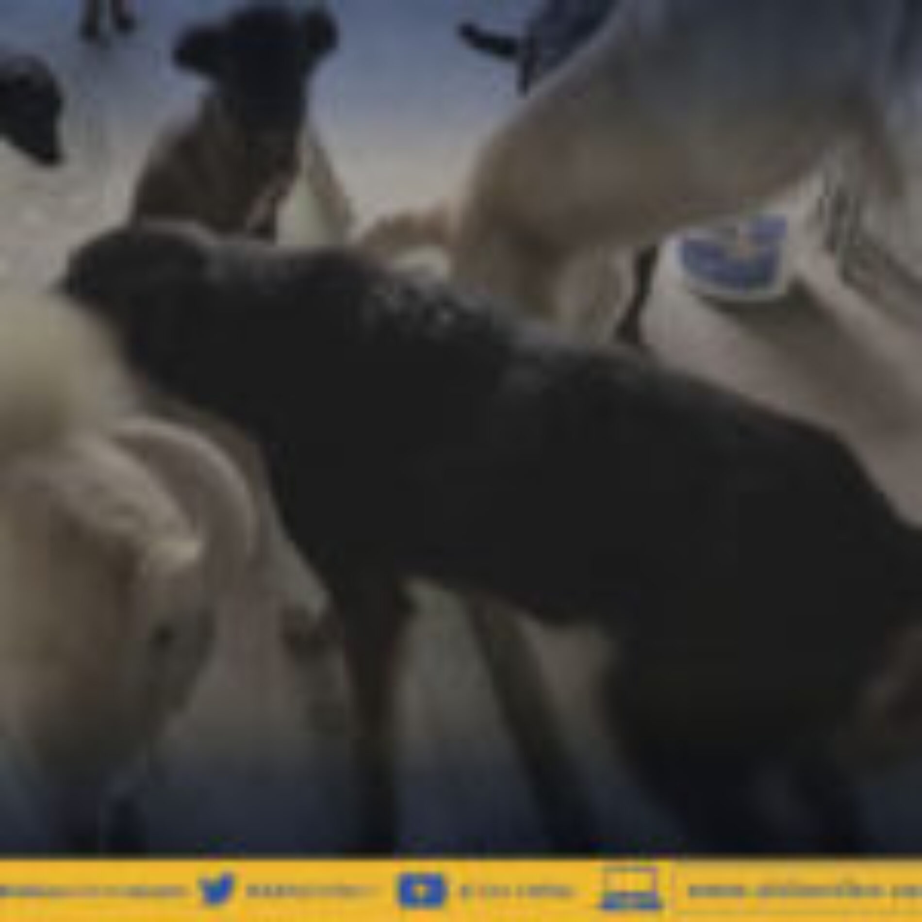 DIR. AMBIENTE DE LATACUNGA INVESTIGARÁ ATAQUE DE CAN EN BARRIO LA LAGUNA.(VIDEO)