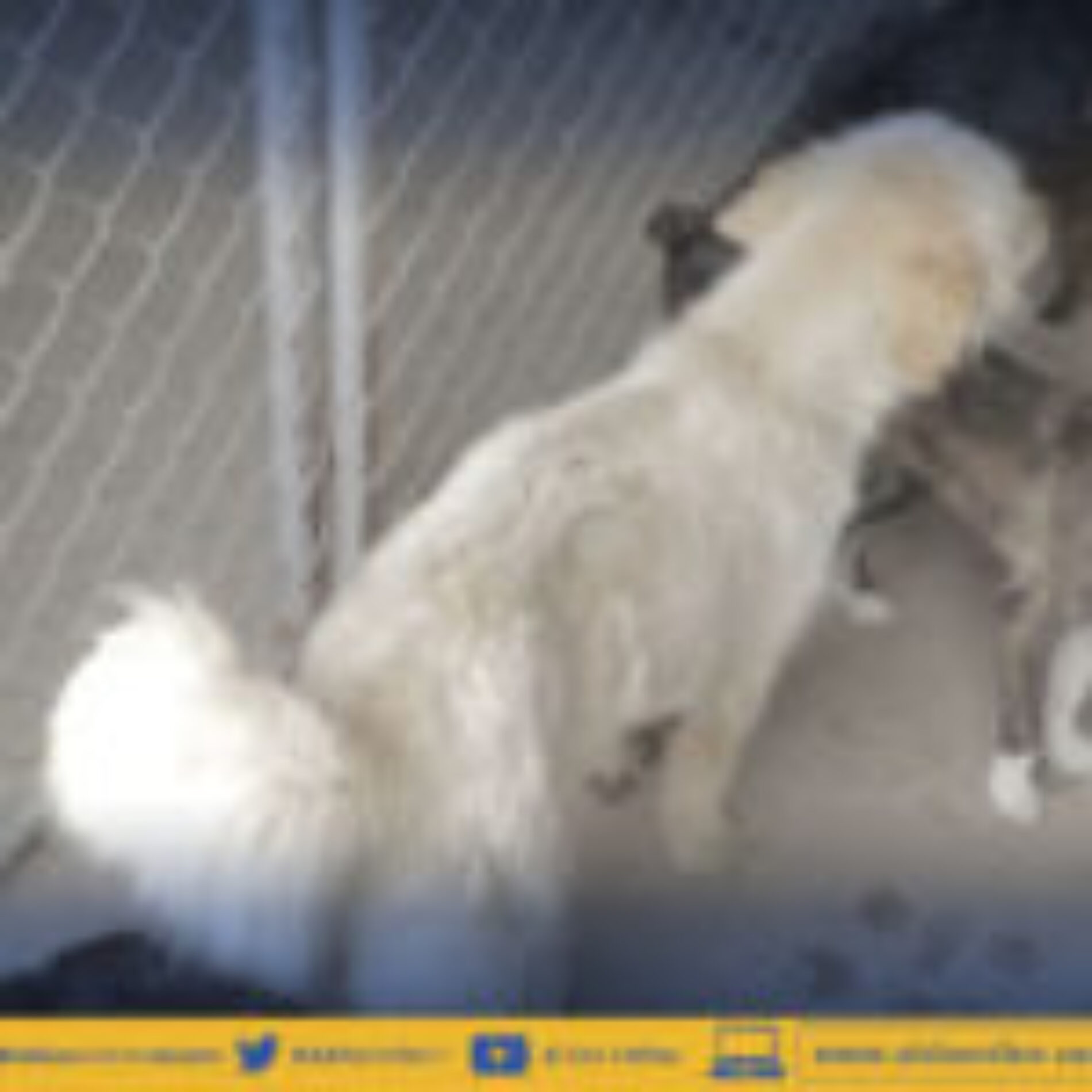 TERMINA PLAZO EN ALBERGUE MUNICIPAL DE LATACUNGA PARA MEJORAS. (VIDEO)