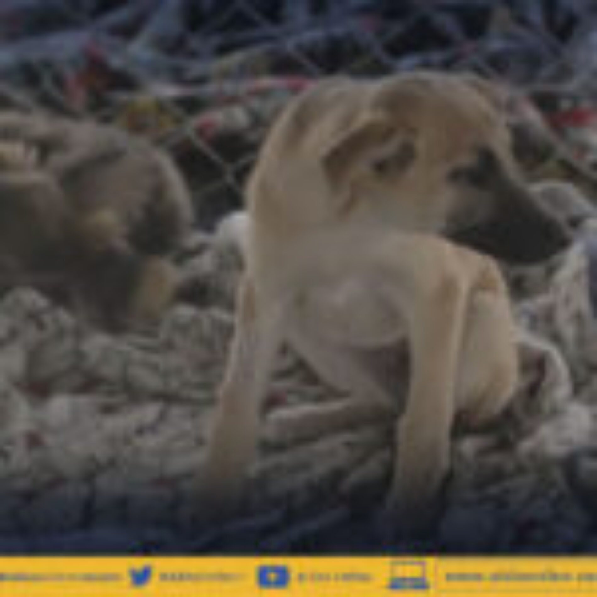 TERMINA PLAZO EN ALBERGUE MUNICIPAL DE LATACUNGA PARA MEJORAS. (VIDEO)