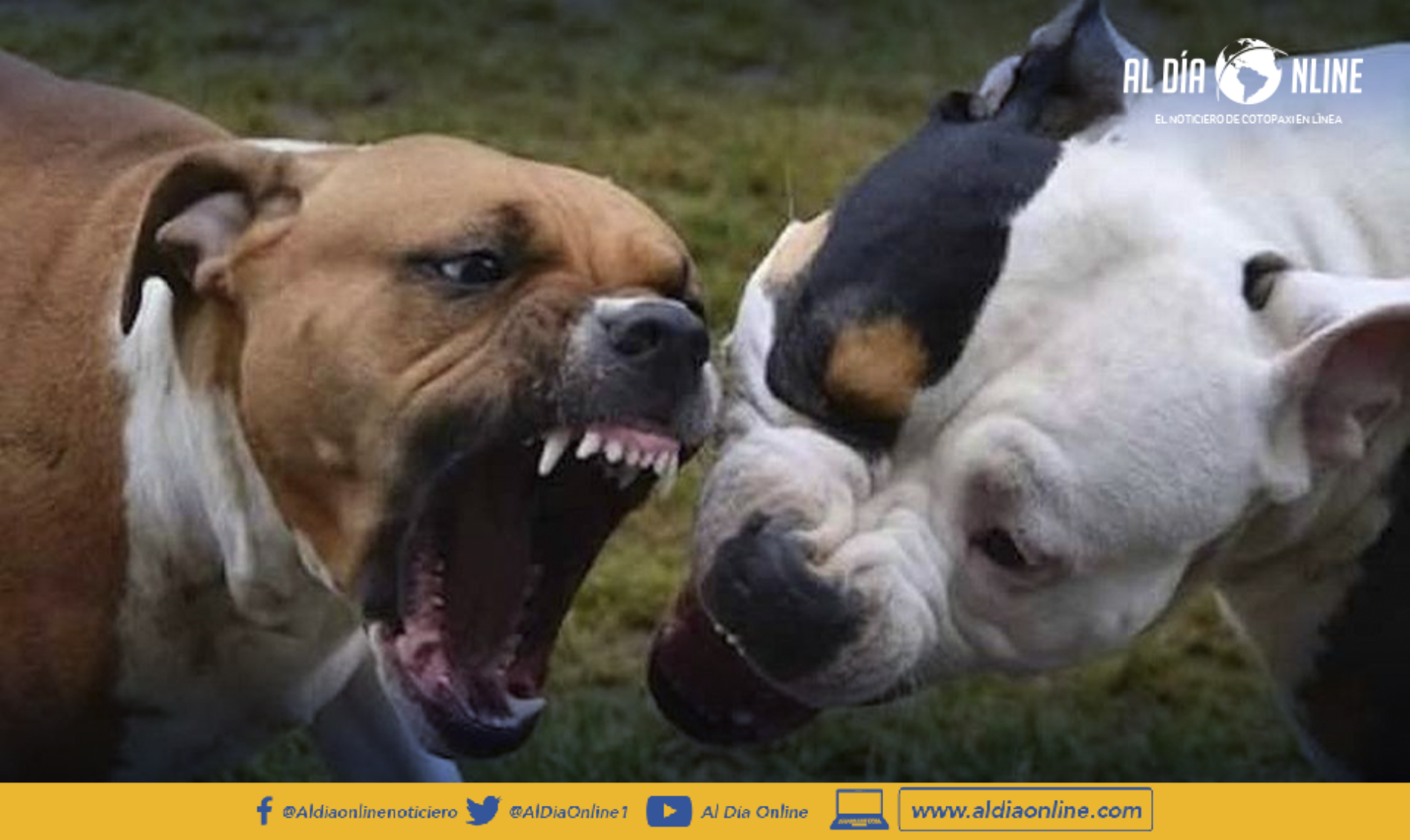 HOMBRE DENUNCIA AGRESIÓN CANINA SOLICITA ATENCIÓN A LAS AUTORIDADES. (VIDEO)