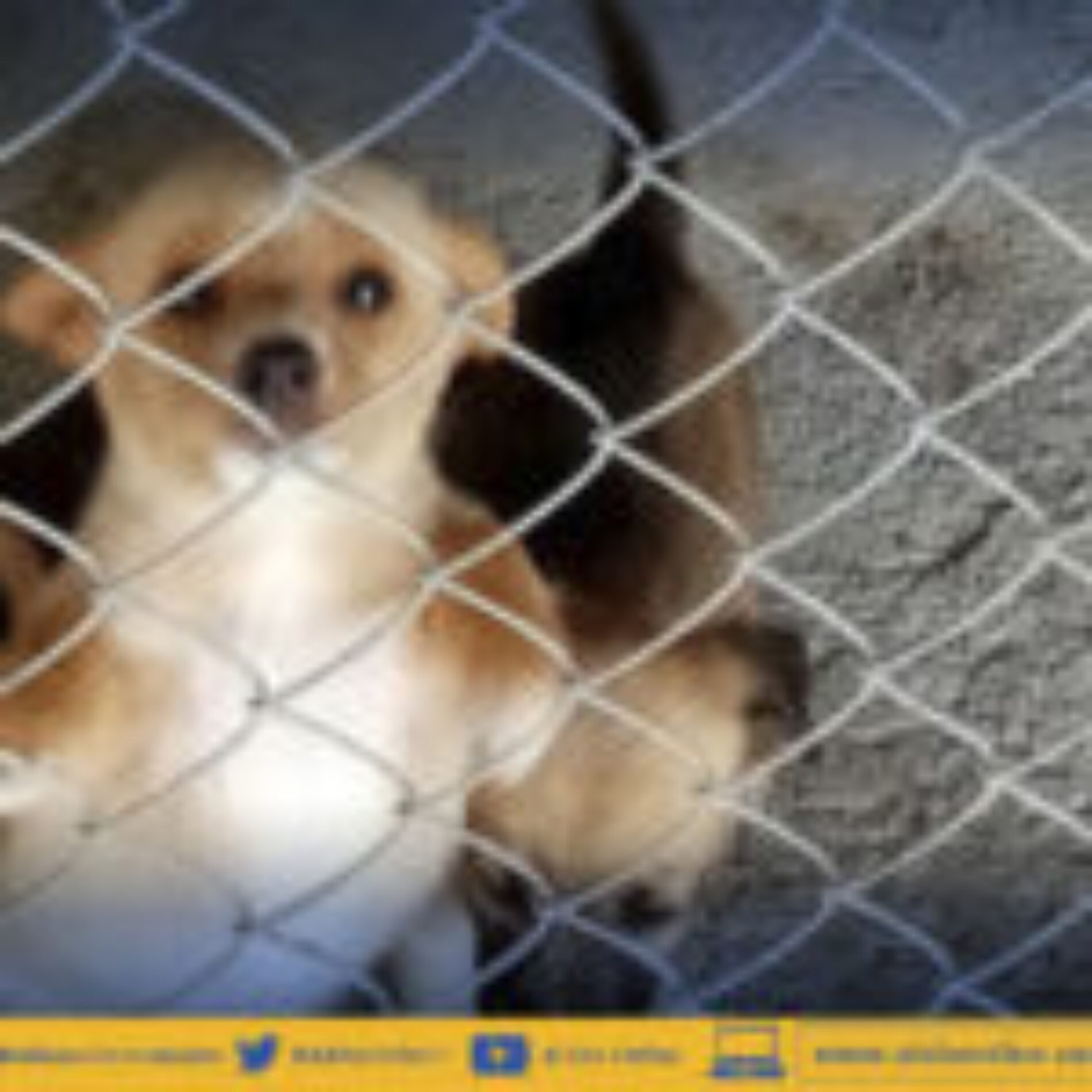 DIR. AMBIENTE DE LATACUNGA INVESTIGARÁ ATAQUE DE CAN EN BARRIO LA LAGUNA.(VIDEO)