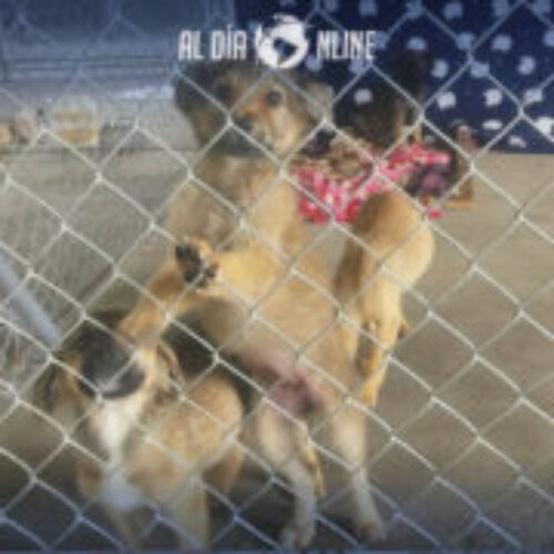 TERMINA PLAZO EN ALBERGUE MUNICIPAL DE LATACUNGA PARA MEJORAS. (VIDEO)