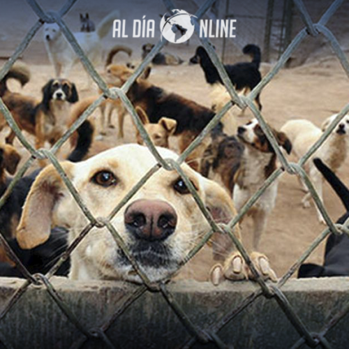 PROYECTOS EN ÁREA DE FAUNA URBANA PREPARA DIR. AMBIENTE DE LATACUNGA. (VIDEO)