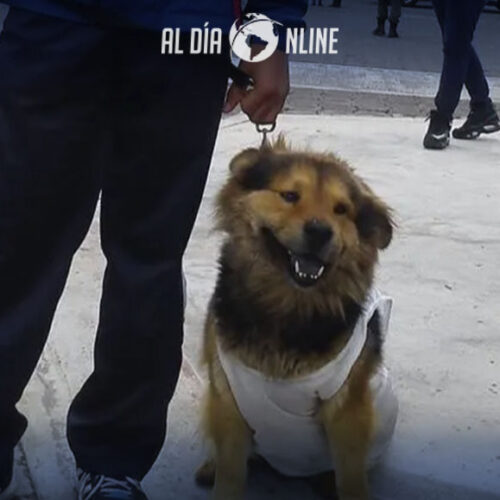 FUNDACIÓN LATACUNGA ANIMALISTA REALIZARÁ FESTIVAL “EL MÁS PERRÓN DE TODOS LOS TIEMPOS”