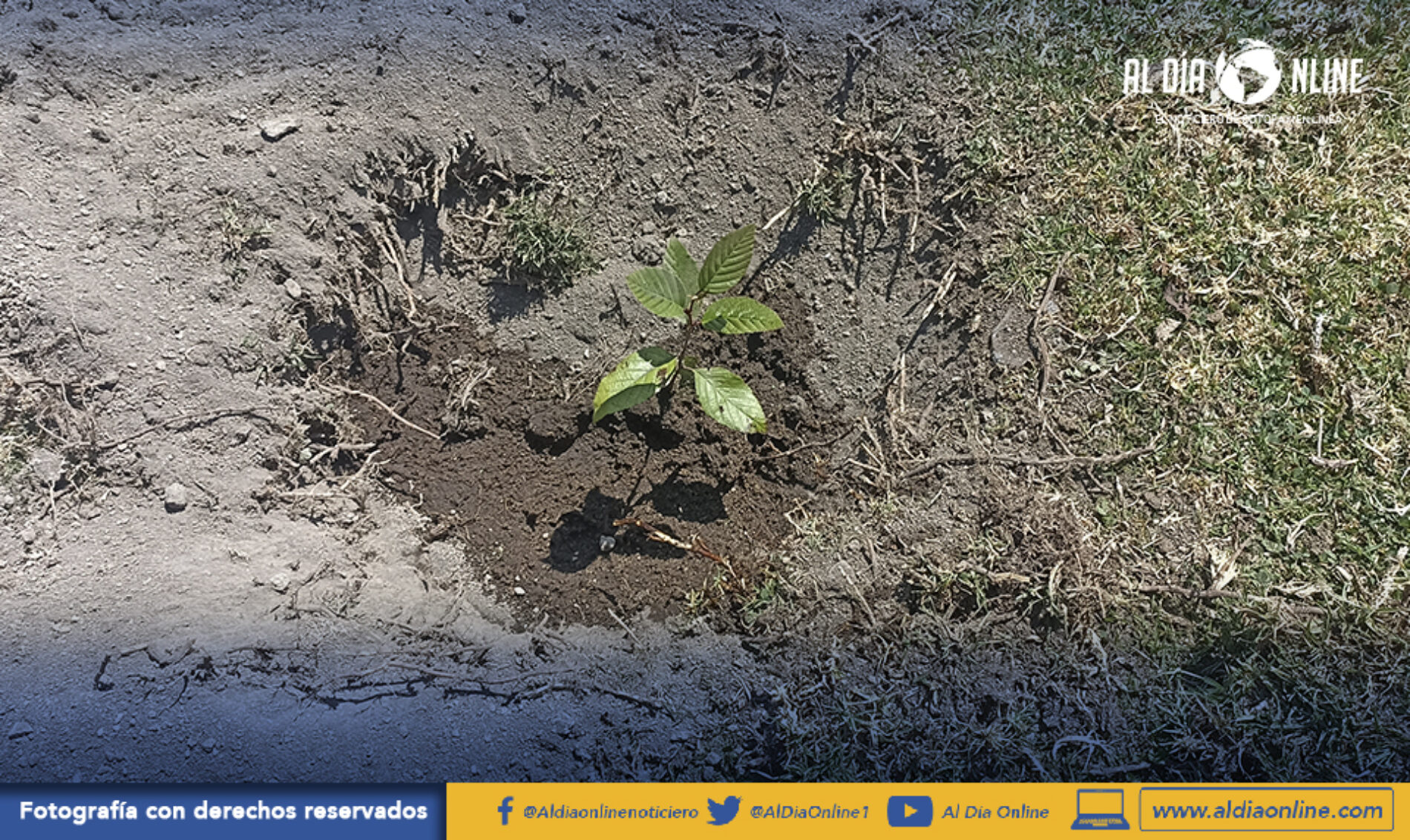 1000 PLANTAS PARA IMPULSAR LA REFORESTACIÓN EN JOSEGUANGO BAJO CON APOYO DE COAC VIRGEN DEL CISNE (VIDEO)