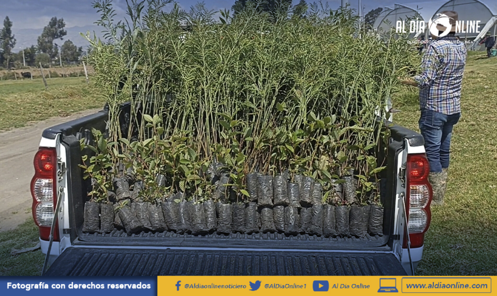 1000 PLANTAS PARA IMPULSAR LA REFORESTACIÓN EN JOSEGUANGO BAJO CON APOYO DE COAC VIRGEN DEL CISNE (VIDEO)