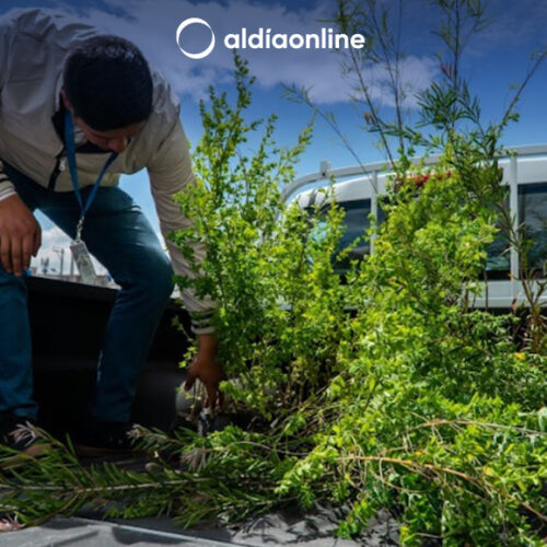 MUNICIPIO INICIA ENTREGA DE PLANTAS A INSTITUCIONES EDUCATIVAS QUE SON PARTE DEL PROYECTO LATACUNGA SIEMBRA VIDA