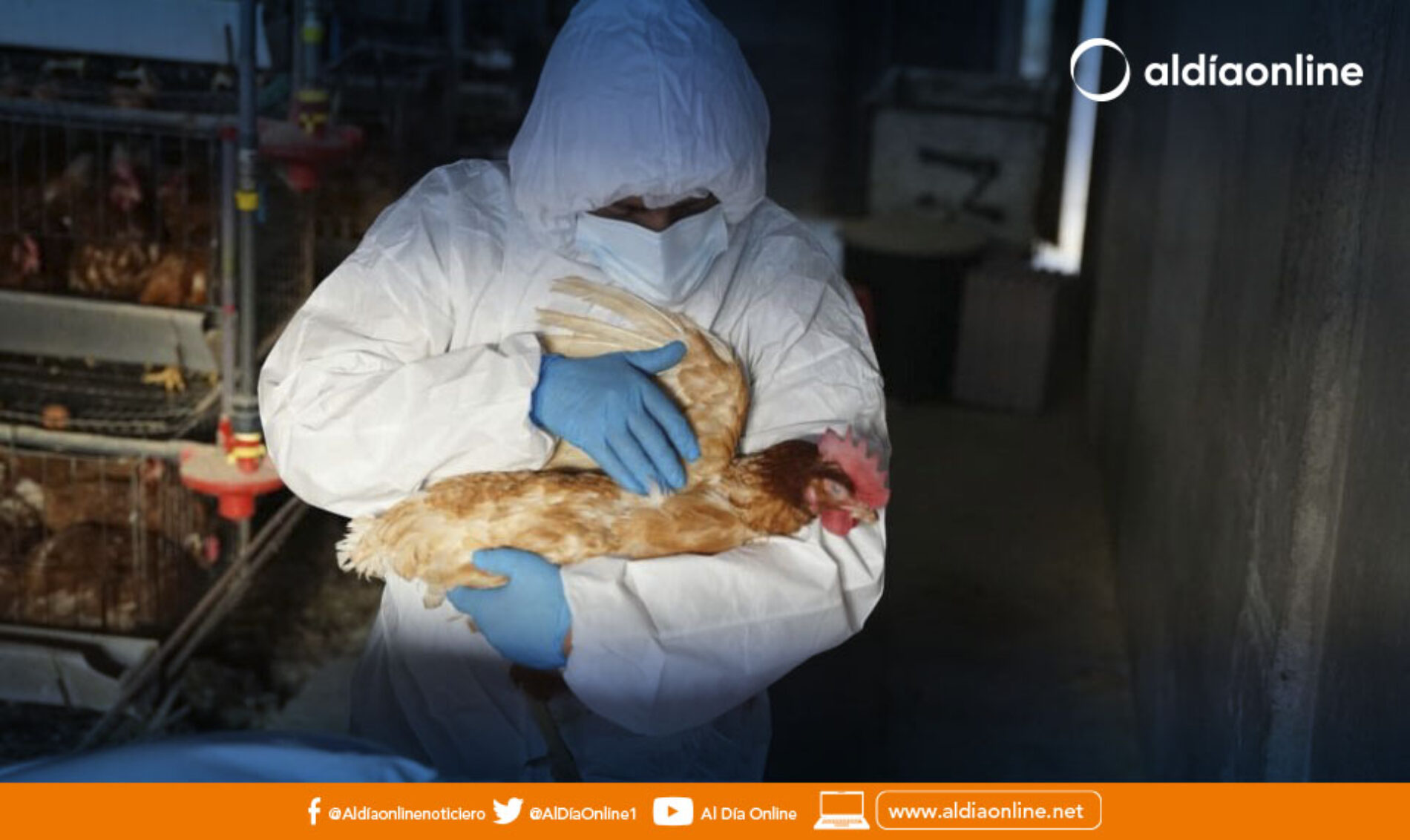 ALIMENTOS DERIVADOS DE AVES NO TRANSMITE GRIPE AVIAR ASEGURA DISTRITO DE SALUD LATACUNGA. (VIDEO)