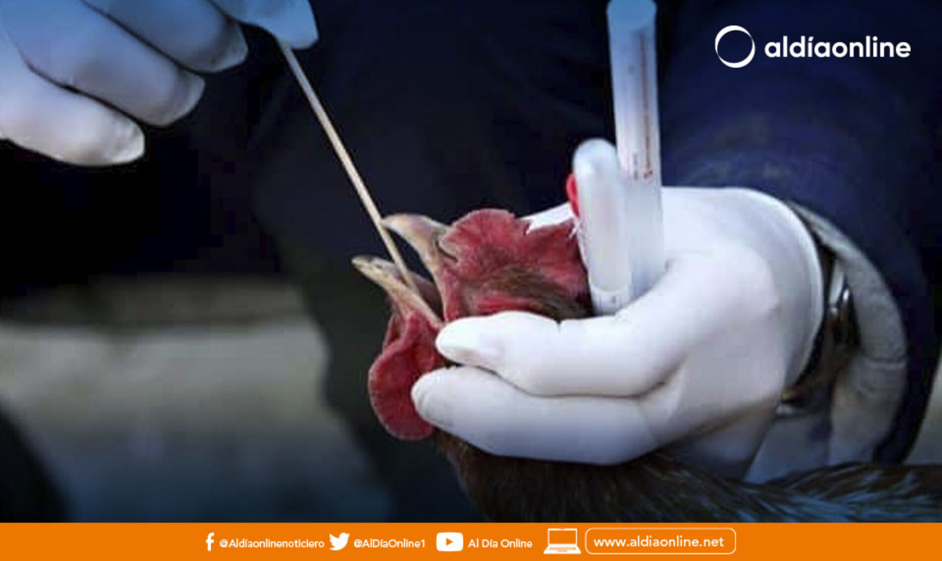 ALIMENTOS DERIVADOS DE AVES NO TRANSMITE GRIPE AVIAR ASEGURA DISTRITO DE SALUD LATACUNGA. (VIDEO)