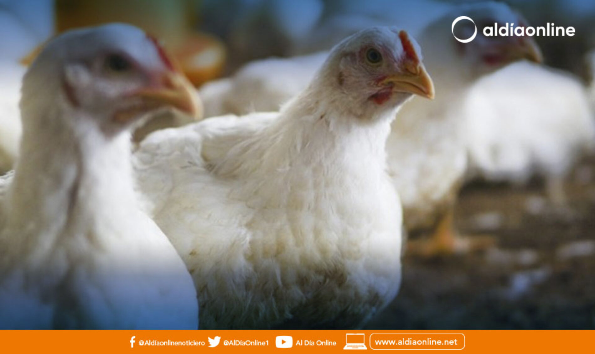 ALIMENTOS DERIVADOS DE AVES NO TRANSMITE GRIPE AVIAR ASEGURA DISTRITO DE SALUD LATACUNGA. (VIDEO)