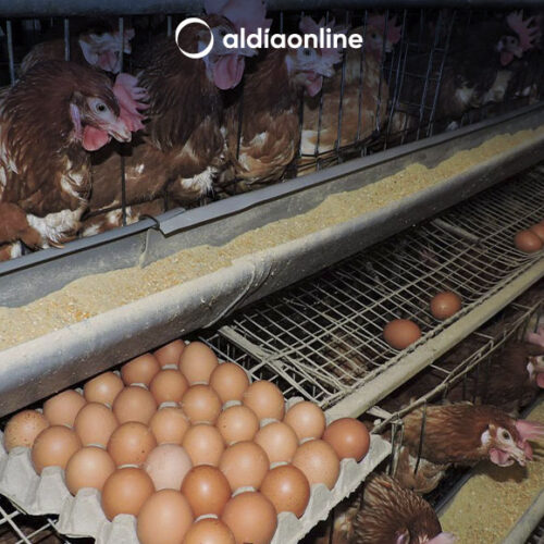 ALIMENTOS DERIVADOS DE AVES NO TRANSMITE GRIPE AVIAR ASEGURA DISTRITO DE SALUD LATACUNGA. (VIDEO)