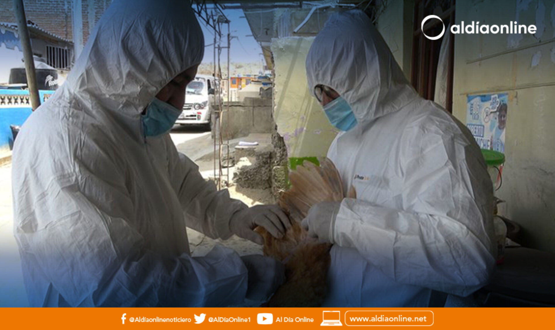 DETECTAN PRIMER CASO DE INFLUENZA H5N1 EN GRANJA AVÍCOLA EN COTOPAXI