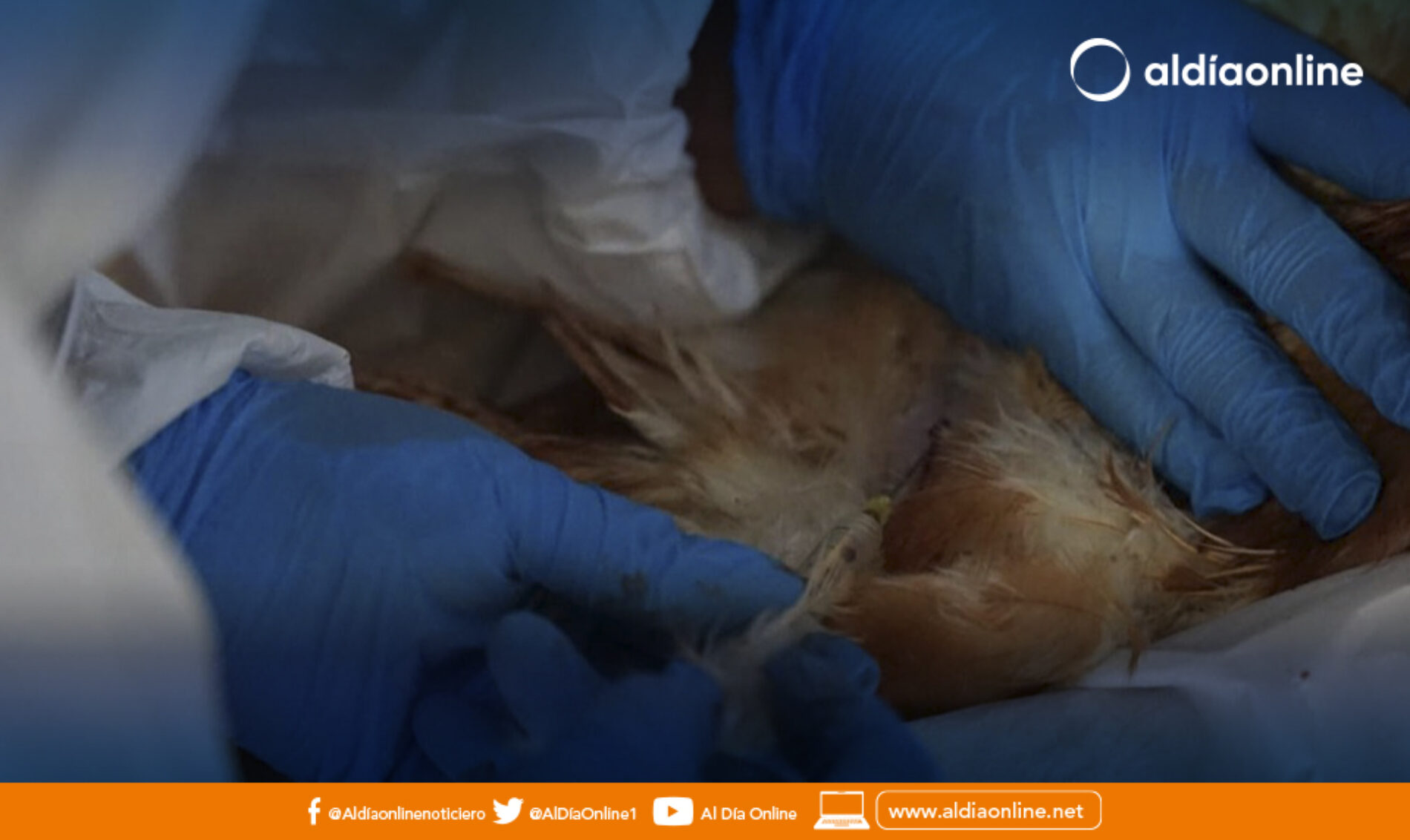 LA INFLUENZA AVIAR NO AFECTA EN NINGUNA FORMA A LAS PERSONAS QUE CONSUMAN CARNE Y HUEVOS.