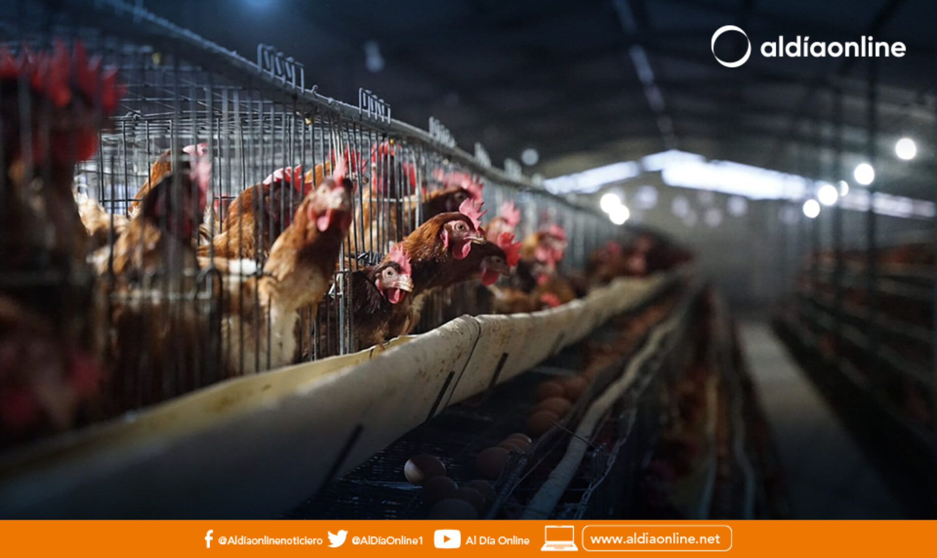 DETECTAN PRIMER CASO DE INFLUENZA H5N1 EN GRANJA AVÍCOLA EN COTOPAXI
