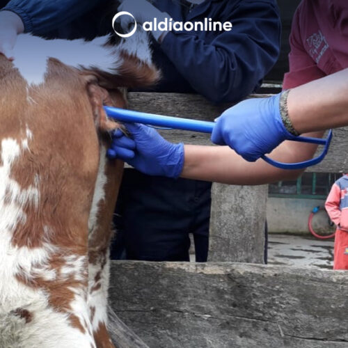 MAG COTOPAXI CAPACITA A ESTUDIANTES DE LA UNIVERSIDAD TÉCNICA DE AMBATO EN INSEMINACIÓN ARTIFICIAL
